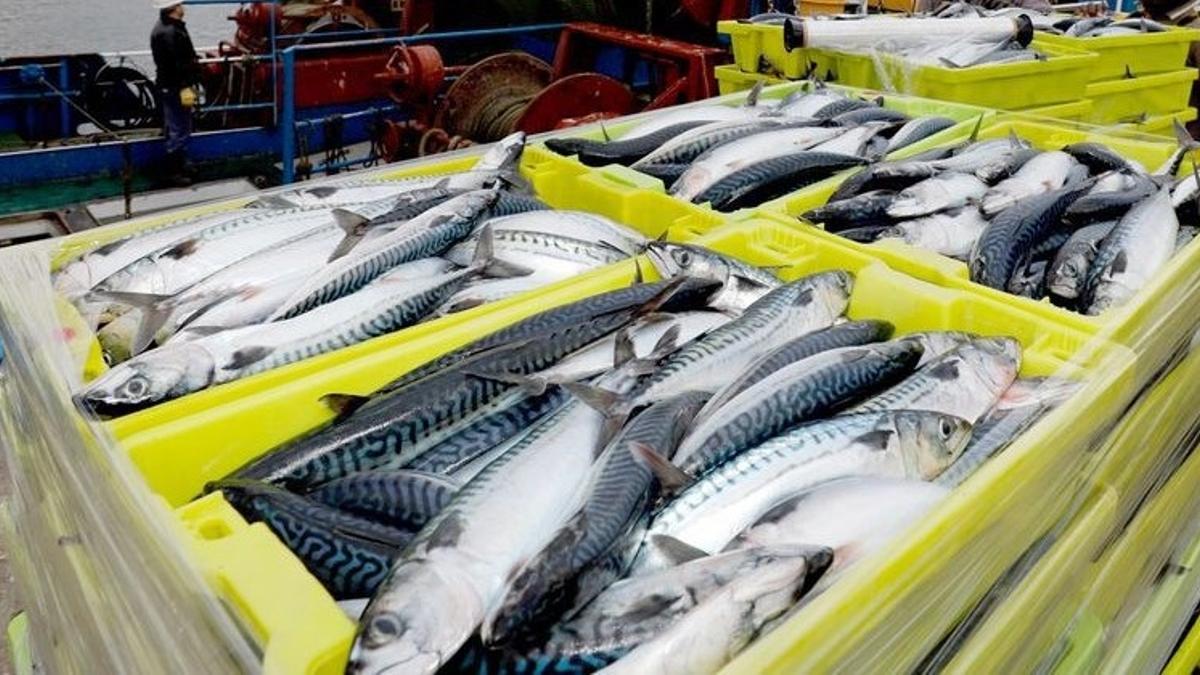 ¡Bara bara! A 25 pesos el kilo, este es el pescado más económico para consumir en Semana Santa ¡Bara bara! A 25 pesos el kilo, este es el pescado más económico para consumir en Semana Santa