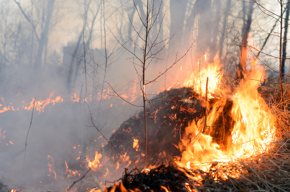 Aún hay 84 incendios activos; más de 3 mil personas combaten siniestros: López Obrador