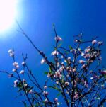 Equinoccio de primavera: qué rituales hacer para las energías