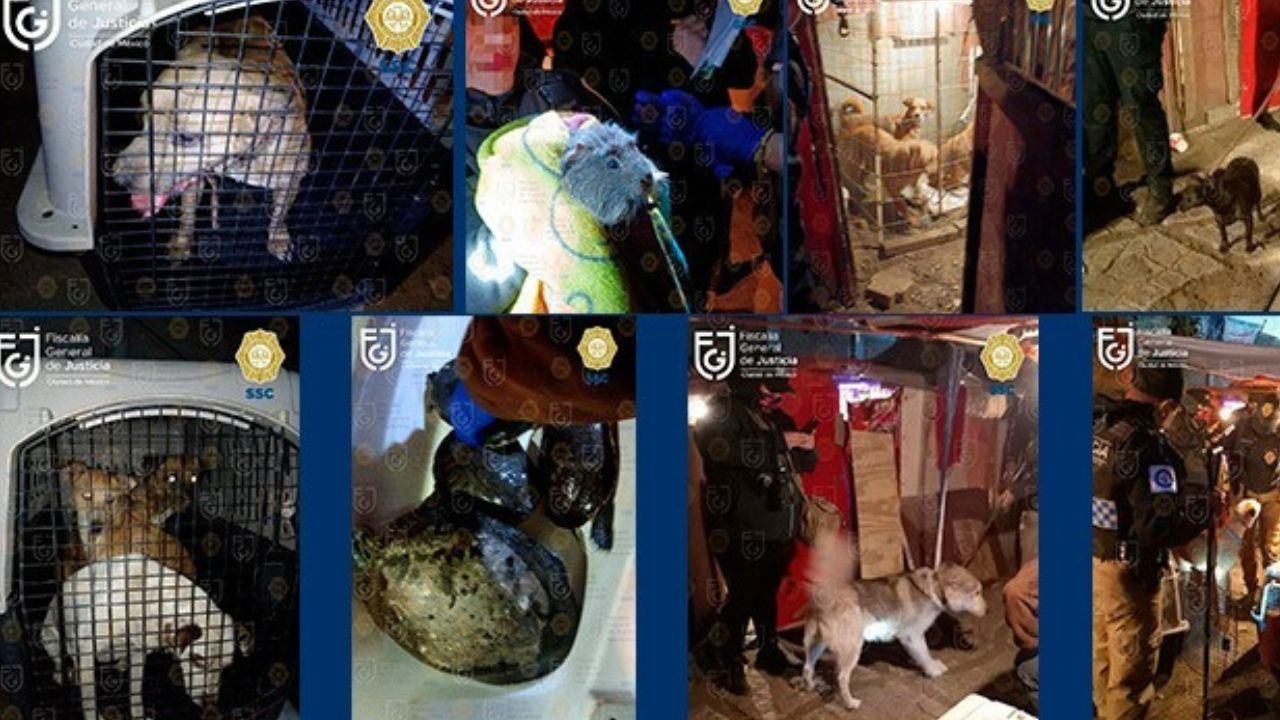 Rescatan a perros, tortugas y un cuyo en inmueble de Xochimilco Rescatan a perros, tortugas y un cuyo en inmueble de Xochimilco
