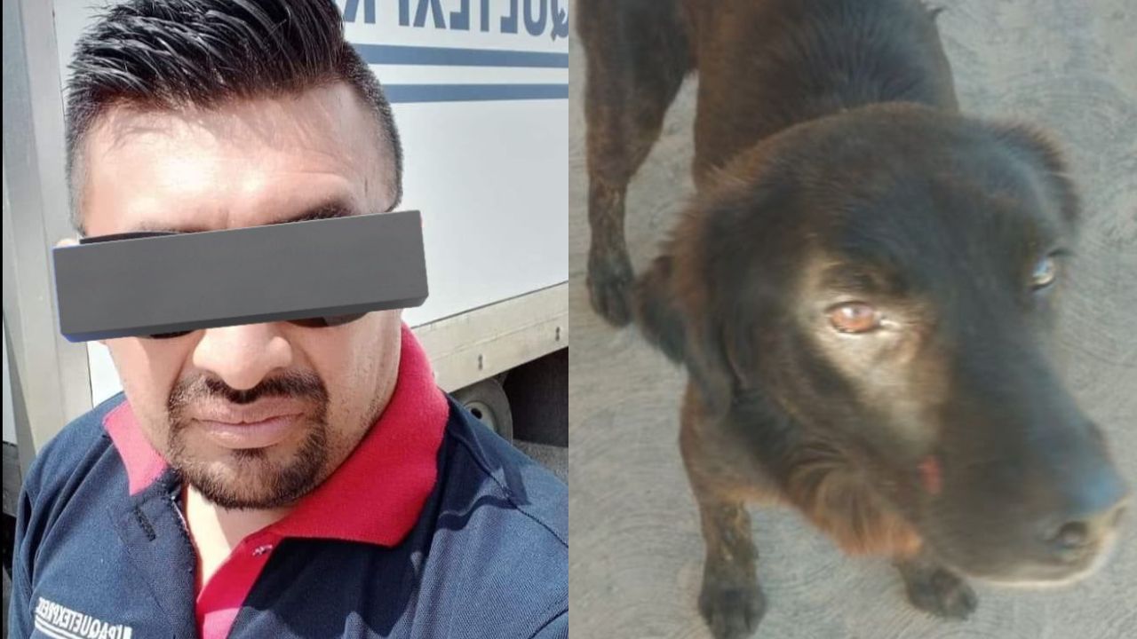 Dan tres meses de cárcel a Jorge “N” por amputar la pata de un perrito en Yucatán Dan tres meses de cárcel a Jorge “N” por amputar la pata de un perrito en Yucatán
