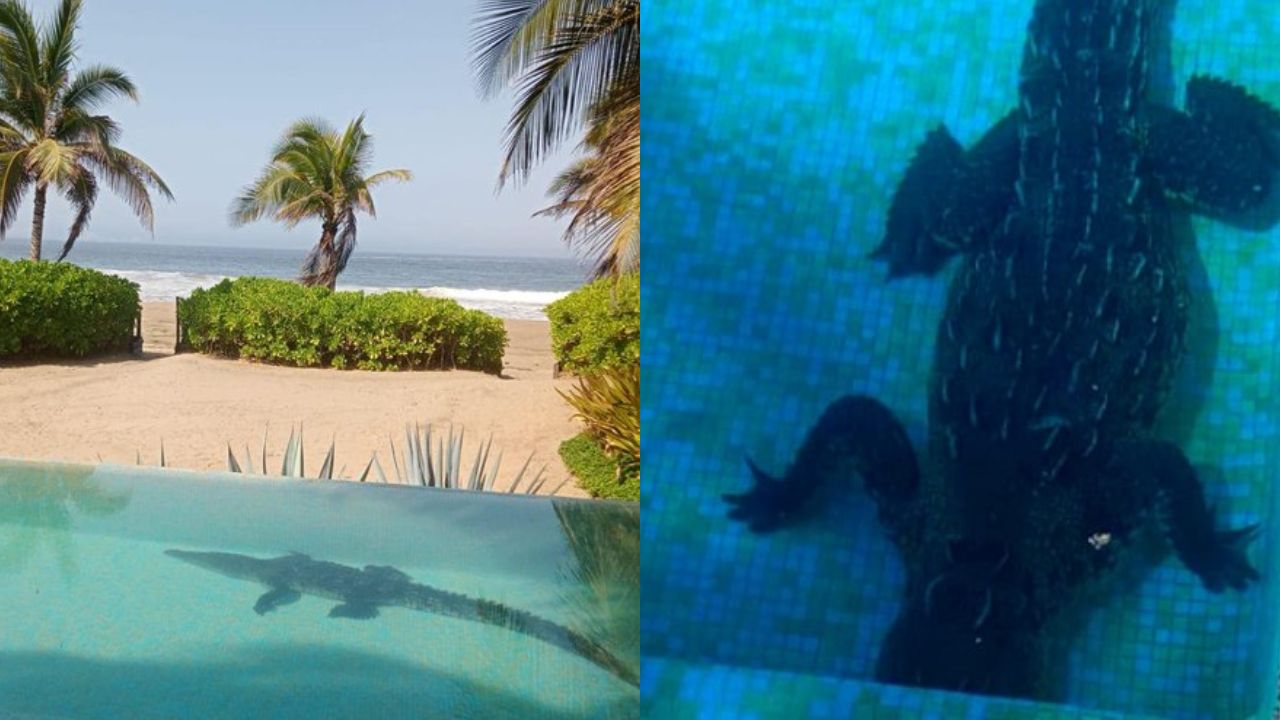 Sorprende cocodrilo dentro de la alberca de unas villas turísticas en Zihuatanejo Sorprende cocodrilo dentro de la alberca de unas villas turísticas en Zihuatanejo