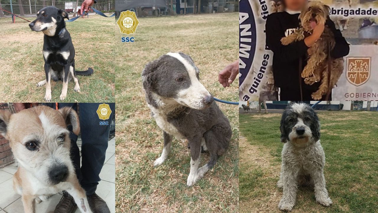 BVA busca a dueños de 7 perritos rescatados tras explosión en Tlalpan BVA busca a dueños de 7 perritos rescatados tras explosión en Tlalpan