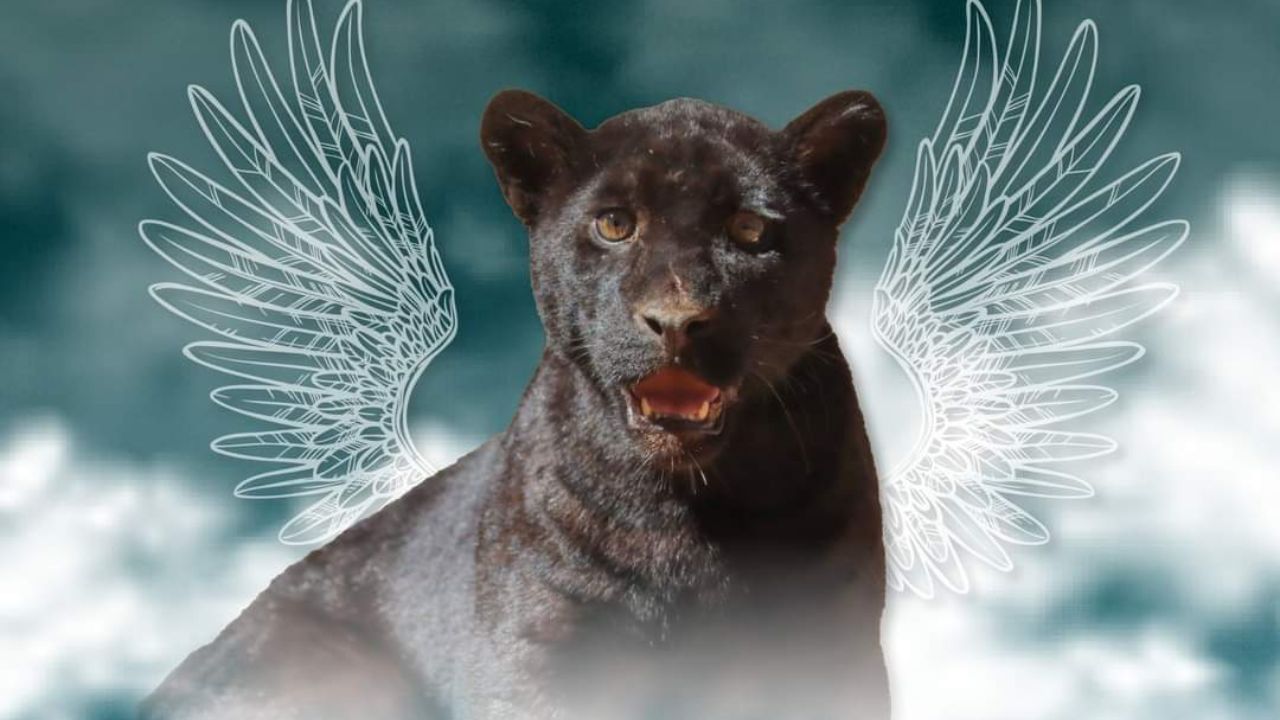 Muere jaguar del Zoológico de Morelia por agua contaminada Muere jaguar del Zoológico de Morelia por agua contaminada