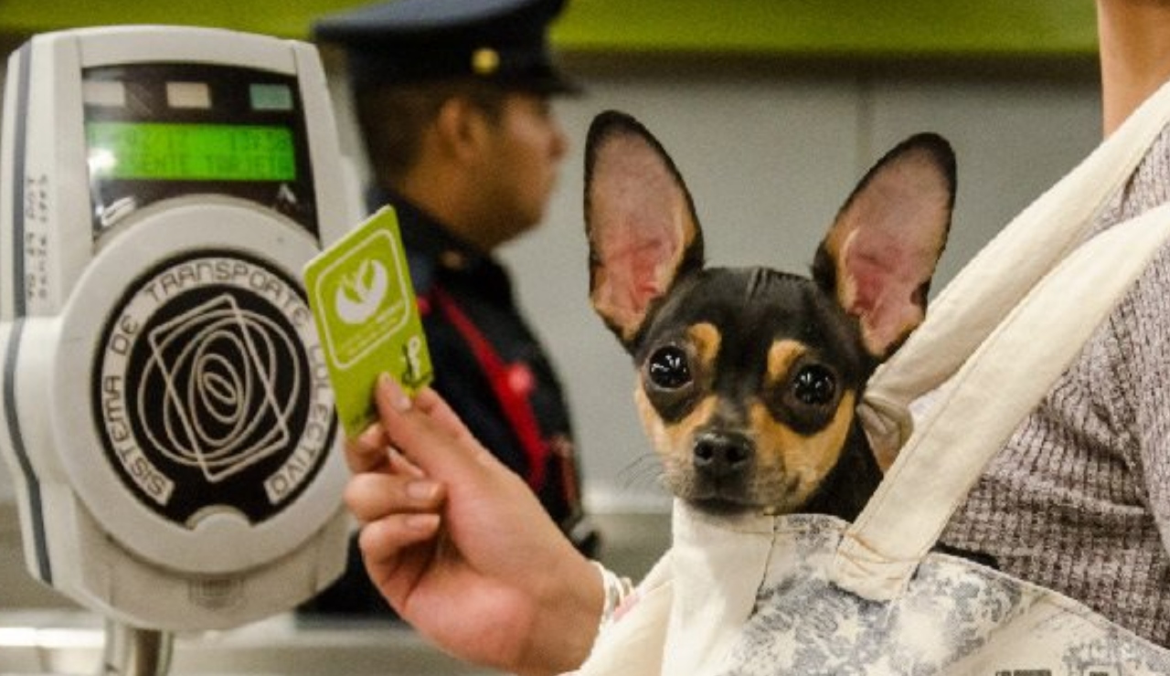 Mascotas pueden viajar en el Metro de CDMX