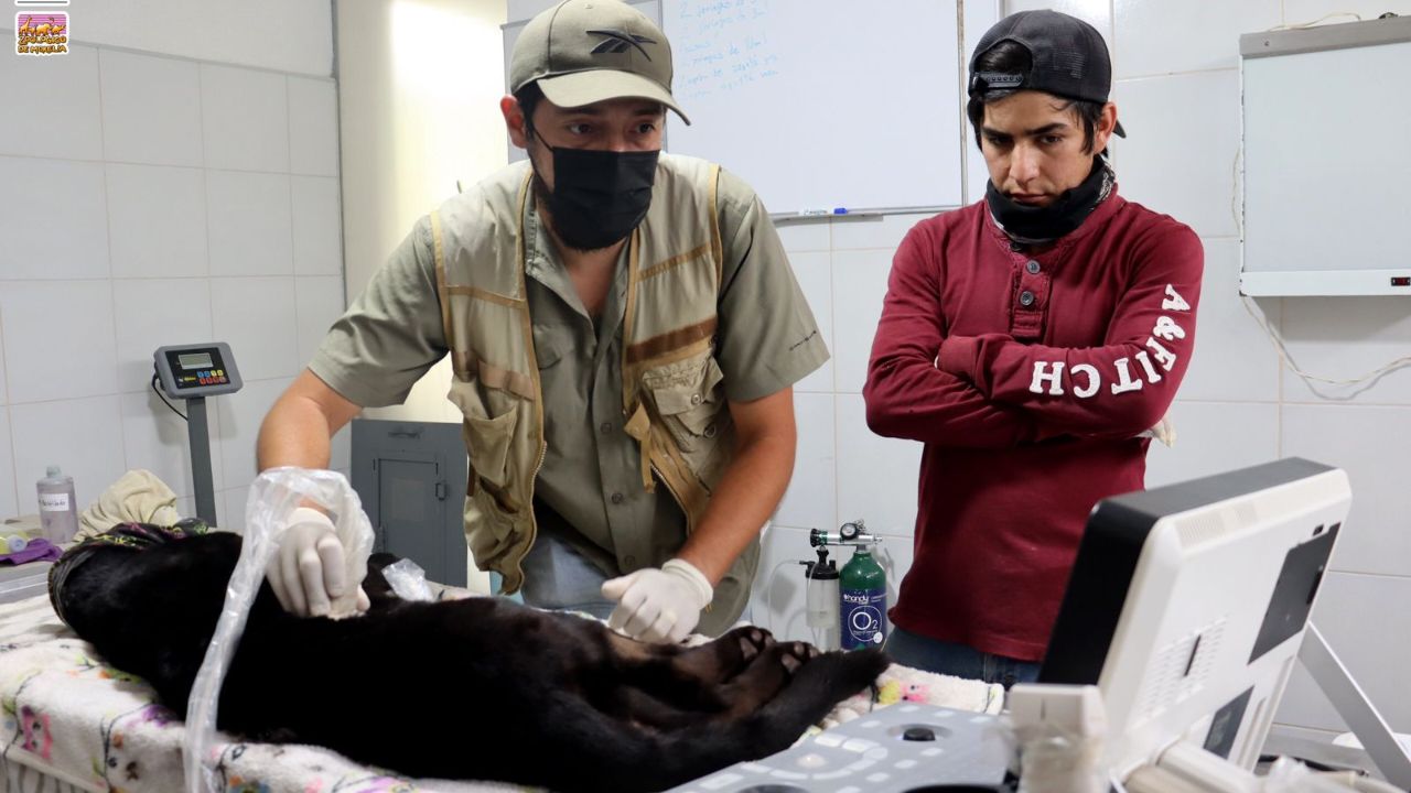 Jaguar y otros animales del Zoológico de Morelia enferman por agua tóxica