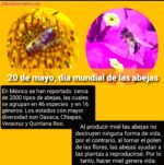 Día Mundial de las Abejas