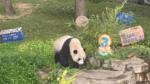 Regresarán a China los últimos pandas gigantes que viven en EU