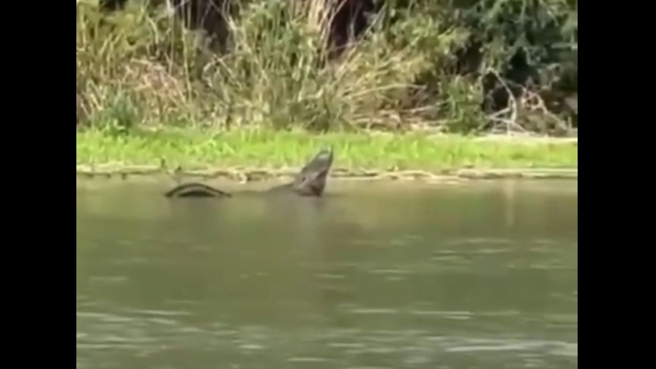 Captan a caimán en el Río Bravo; preocupa bienestar de habitantes y migrantes Captan a caimán en el Río Bravo; preocupa bienestar de habitantes y migrantes