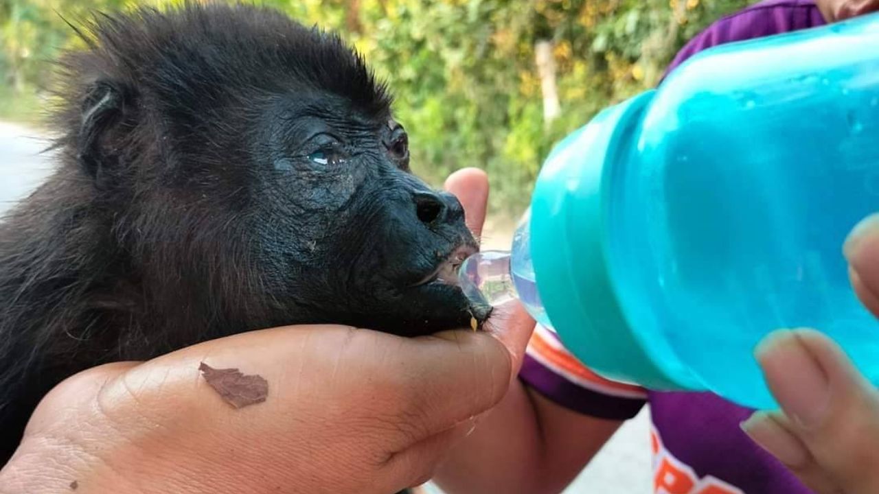 Semarnat implementa rescate de monos en Tabasco y Chiapas por ola de calor Semarnat implementa rescate de monos en Tabasco y Chiapas por ola de calor