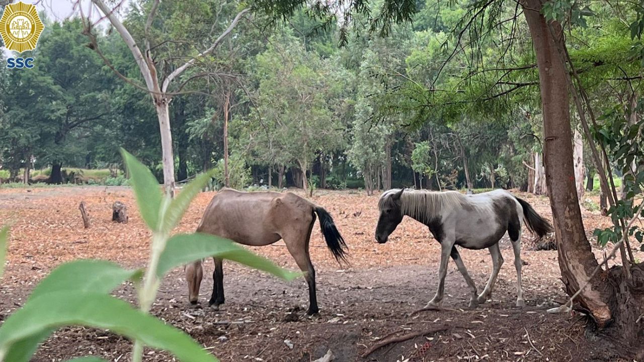 Rescatan a 2 yeguas y 3 gatitos que vivían en malas condiciones en Xochimilco Rescatan a 2 yeguas y 3 gatitos que vivían en malas condiciones en Xochimilco