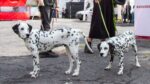 Crean padrón de paseadores de perros en la CDMX