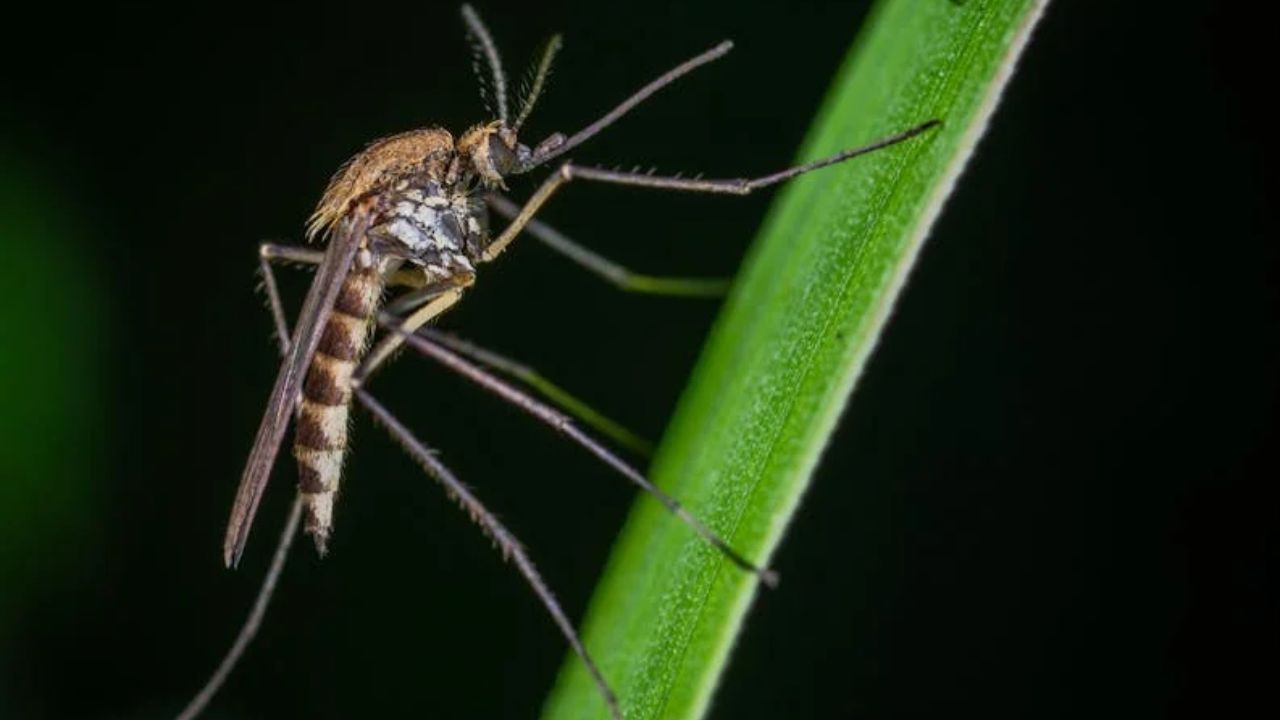 Con “Mosquitos Buenos” combaten dengue, zika y chikungunya en Yucatán