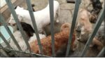 Rescatan a 13 perritos y un gatito abandonados en domicilio de Tecámac