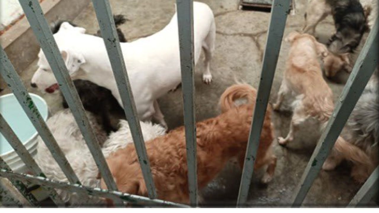 Rescatan a 13 perritos y un gatito abandonados en domicilio de Tecámac Rescatan a 13 perritos y un gatito abandonados en domicilio de Tecámac