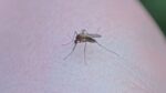 Casos de dengue en Edomex aumentan 128% en tres semanas