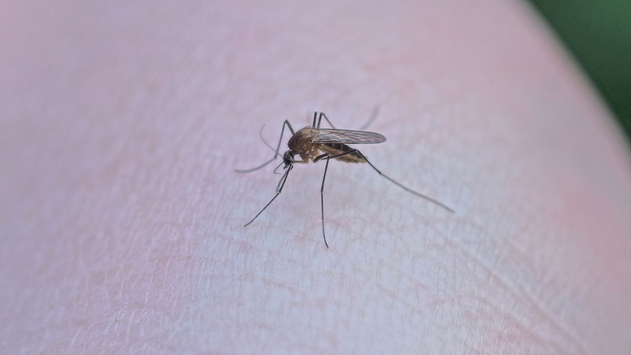Casos de dengue en Edomex aumentan 128% en tres semanas Casos de dengue en Edomex aumentan 128% en tres semanas