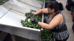 Hoy se normalizan exportaciones de aguacates y mangos a EUA: AMLO
