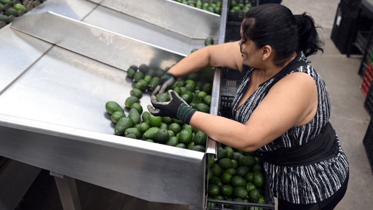 Hoy se normalizan exportaciones de aguacates y mangos a EUA: AMLO Hoy se normalizan exportaciones de aguacates y mangos a EUA: AMLO