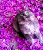 Así puedes denunciar el maltrato de michis y perritos