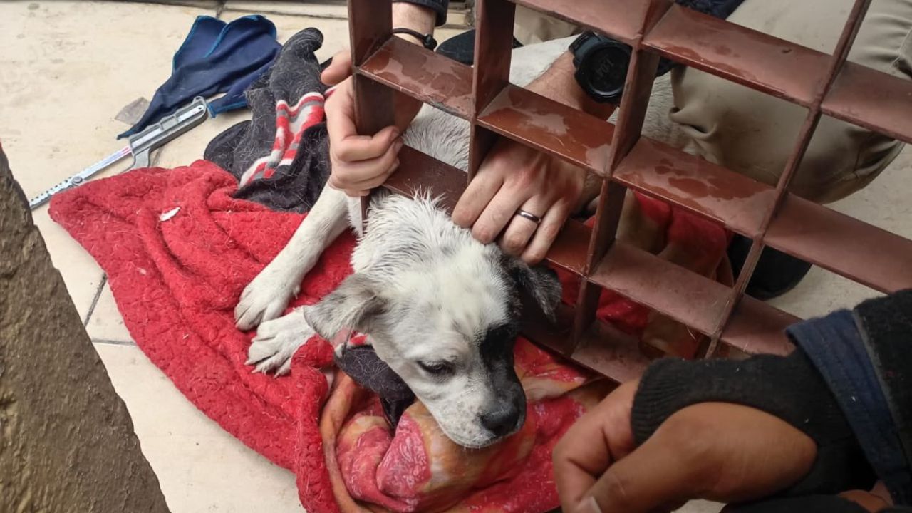 Perrito se queda atorado en puerta; bomberos lo rescataron Perrito se queda atorado en puerta; bomberos lo rescataron