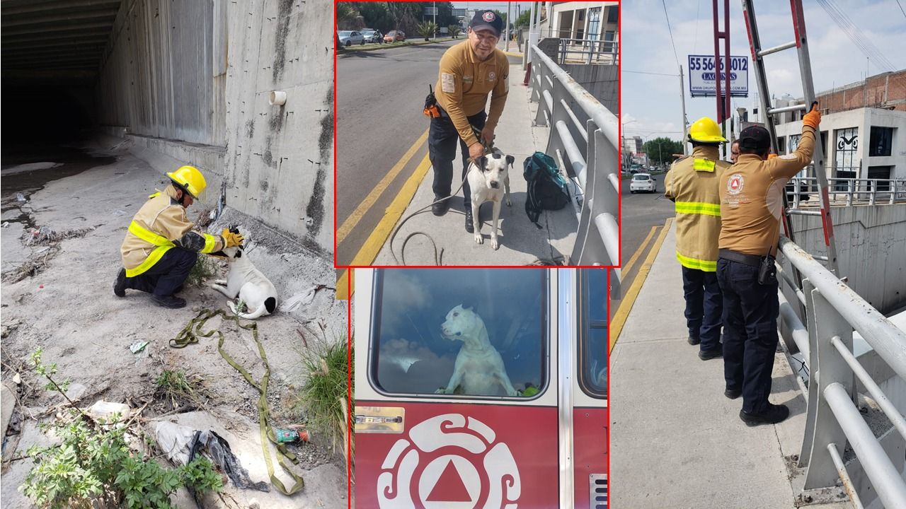 Rescatan a perrito atrapado en Río de las Avenidas en Pachuca