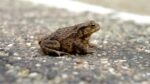 Cientos de sapos invaden carretera a Celestún en Yucatán antes de “Beryl”