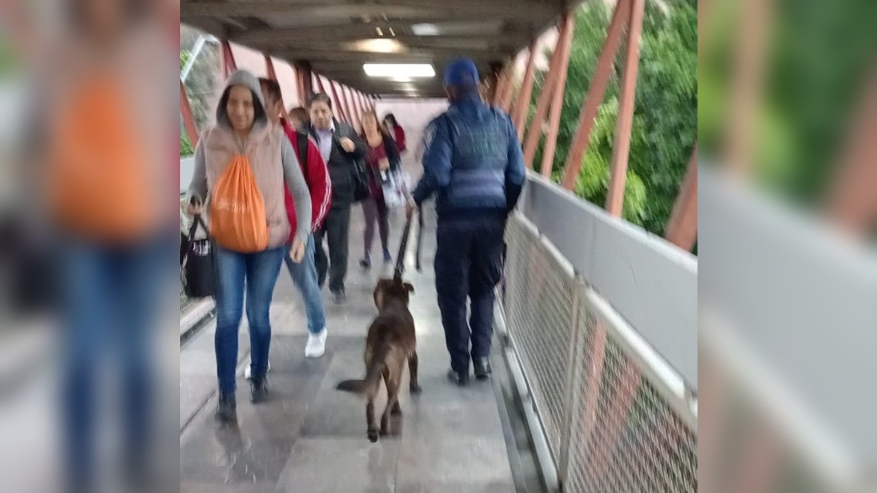 Retiran a perrito de vías tras interrumpir servicio en Línea B del Metro Retiran a perrito de vías tras interrumpir servicio en Línea B del Metro