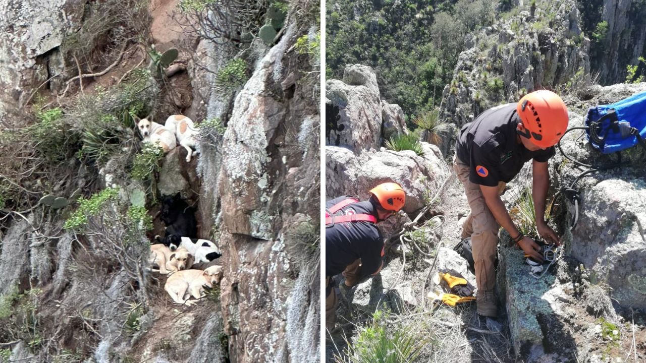 Rescatan a 7 perritos atrapados en montaña en Pachuca