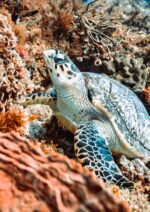 Pactan alianza para protección de océanos y biodiversidad