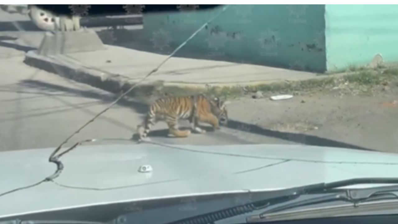 Cachorro de tigre deambula por calles de Durango Cachorro de tigre deambula por calles de Durango