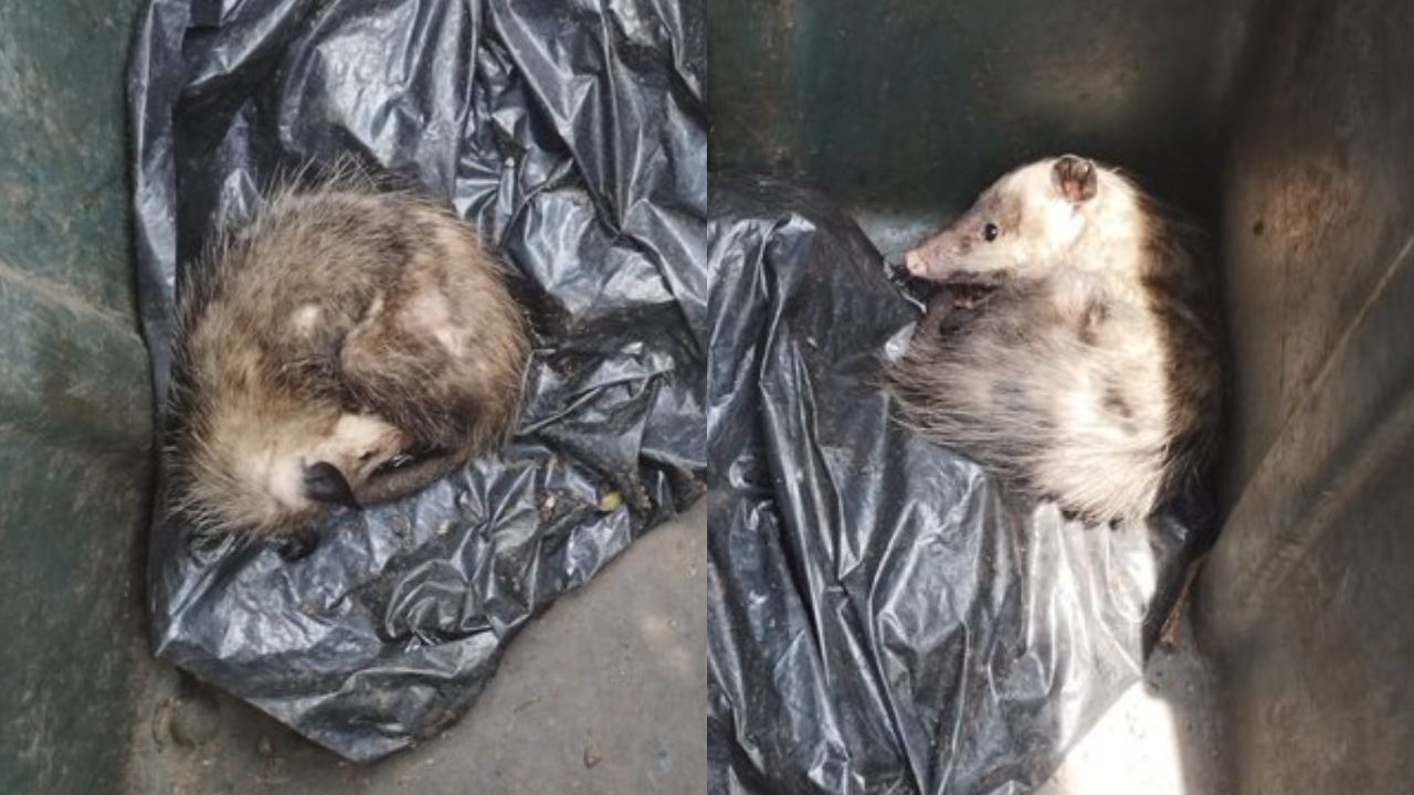Rescatan a dos tlacuachitos de un contenedor de basura en Tlalpan