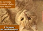 8 de agosto: Día Mundial del Gato