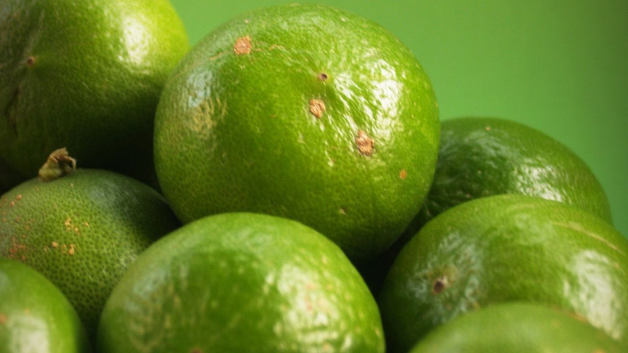 AMLO acepta la existencia de extorsiones a limoneros en Michoacán AMLO acepta la existencia de extorsiones a limoneros en Michoacán