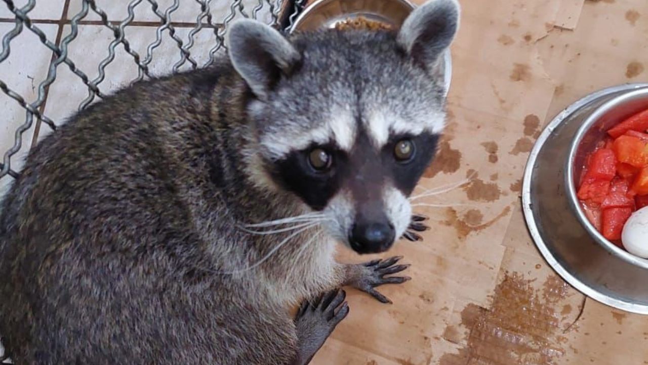 Resguardan a mapache que se encontraba dentro de una vivienda en Iztapalapa Resguardan a mapache que se encontraba dentro de una vivienda en Iztapalapa