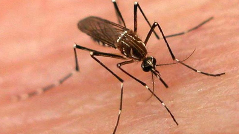OMS alerta por peligro de mosquitos; son de los más letales por enfermedades que transmiten OMS alerta por peligro de mosquitos; son de los más letales por enfermedades que transmiten