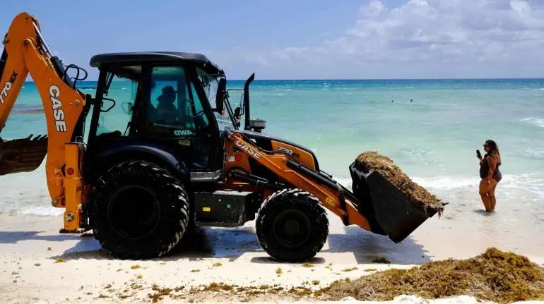 Secretaría de Marina se encarga de atender el problema del sargazo en playas: AMLO Secretaría de Marina se encarga de atender el problema del sargazo en playas: AMLO