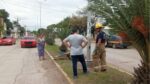 Muere un caballo a plena calle en Tamaulipas; el tercero en menos de un mes