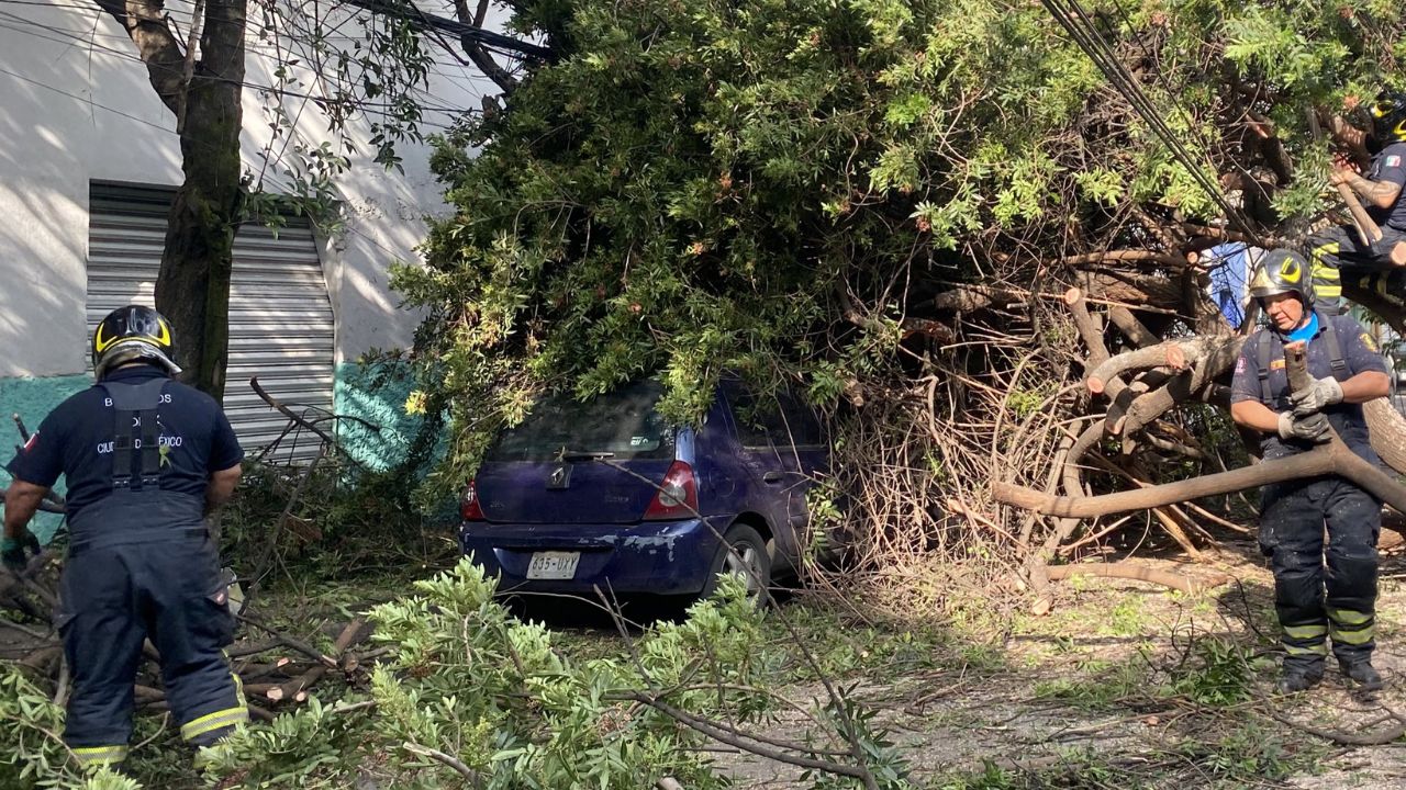 Cae árbol sobre dos autos estacionados en Azcapotzalco Cae árbol sobre dos autos estacionados en Azcapotzalco