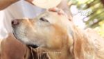 EnlazaDOS de Thankful Dog, la campaña que apoya a la Escuela para Entrenamiento de Perros Guía para Ciegos IAP