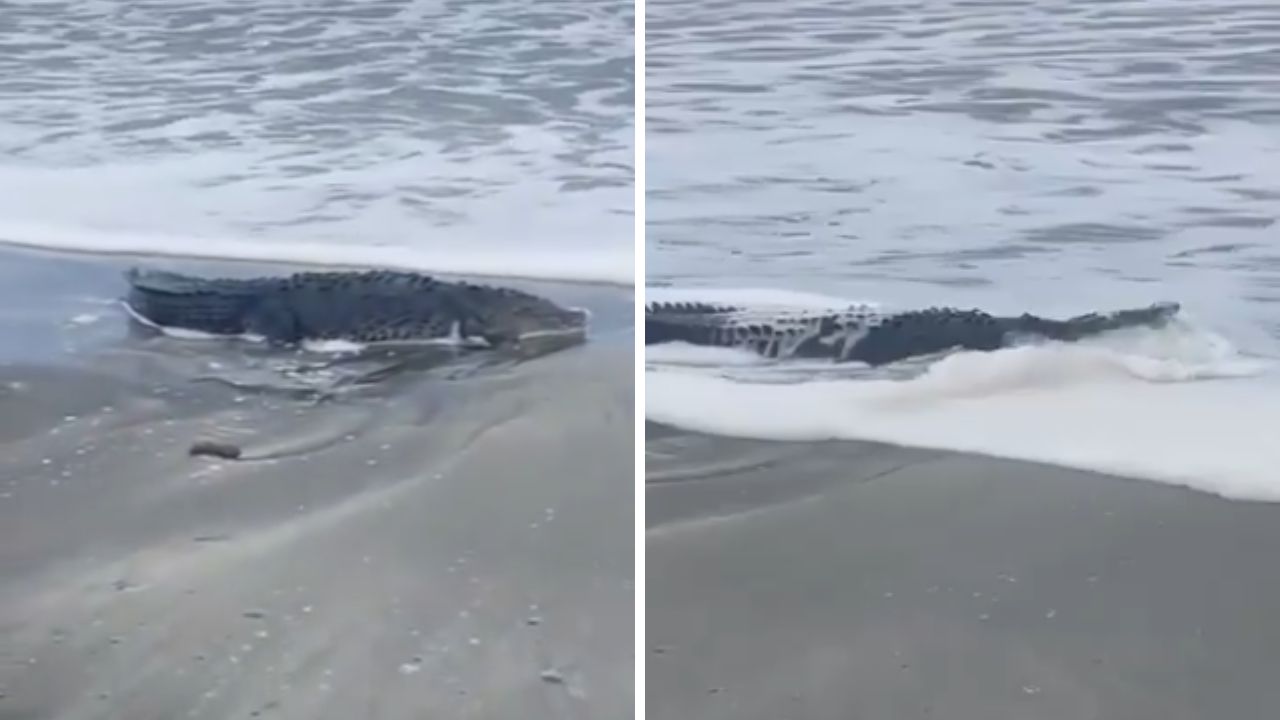 Alertan por presencia de cocodrilos en playas de Oaxaca Alertan por presencia de cocodrilos en playas de Oaxaca