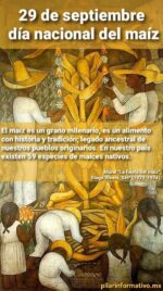 El maíz, pilar de la alimentación de nuestro país