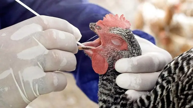 Control del virus de gripe aviar no está funcionando, advierten expertos Control del virus de gripe aviar no está funcionando, advierten expertos