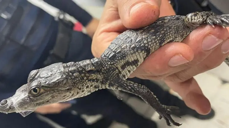 Rescatan reptil bebé en la Línea B del Metro CDMX Rescatan reptil bebé en la Línea B del Metro CDMX