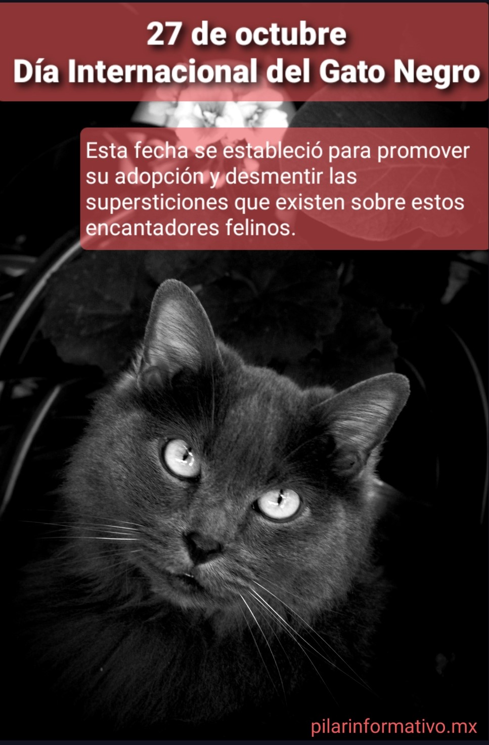 27 de octubre, Día del Gato Negro