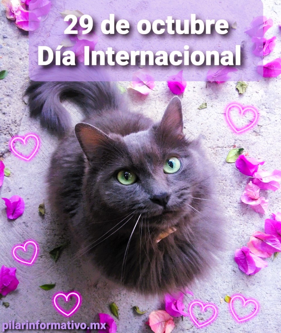 29 de octubre, Día Internacional del Gato