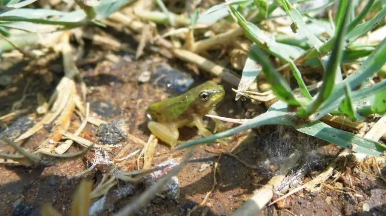 Especies endémicas nativas regresan al humedal de Cuemanco Especies endémicas nativas regresan al humedal de Cuemanco