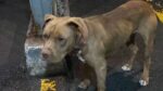 Resguardan a perrito que fue abandonado en Iztapalapa