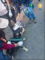 Rescatan 29 palomas y 24 lomitos maltratados de un albergue en la colonia Narvarte