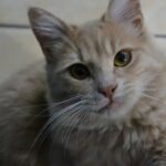 Higiene felina: la clave para que tu gato consentido tenga salud y bienestar